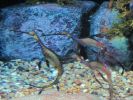 PICTURES/Tennessee Aquarium in Chattanooga/t_Seahorse6.jpg